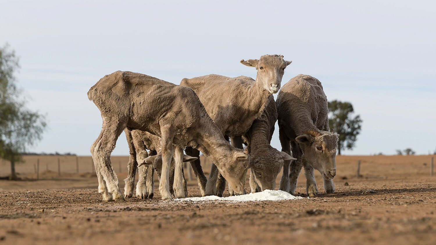 australia-s-worst-drought-in-400-years-thetrumpet